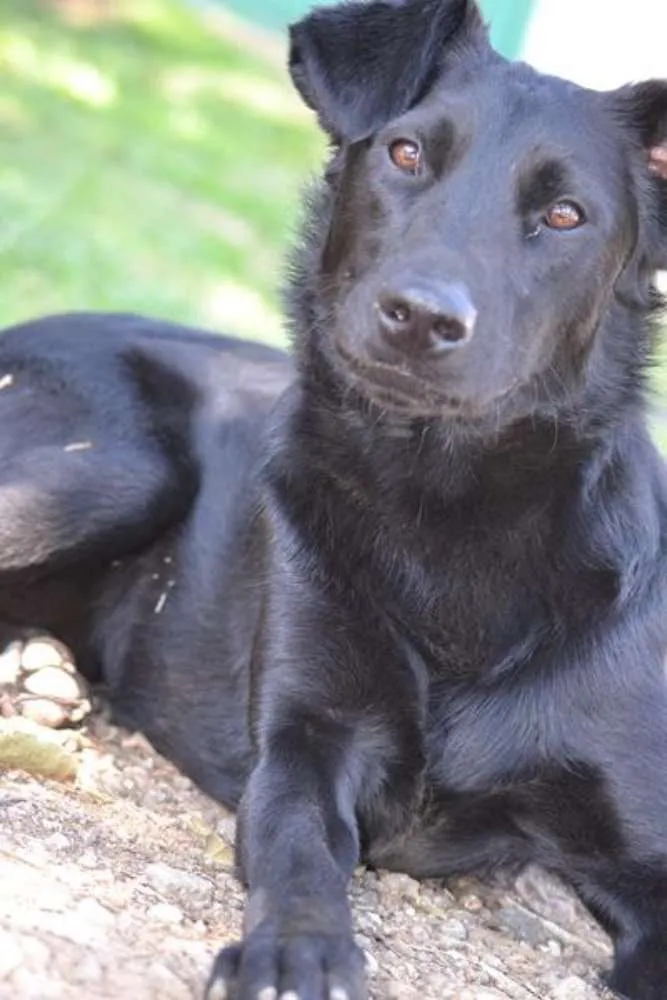 Cachorro ra a SRD idade 2 anos nome BARACK
