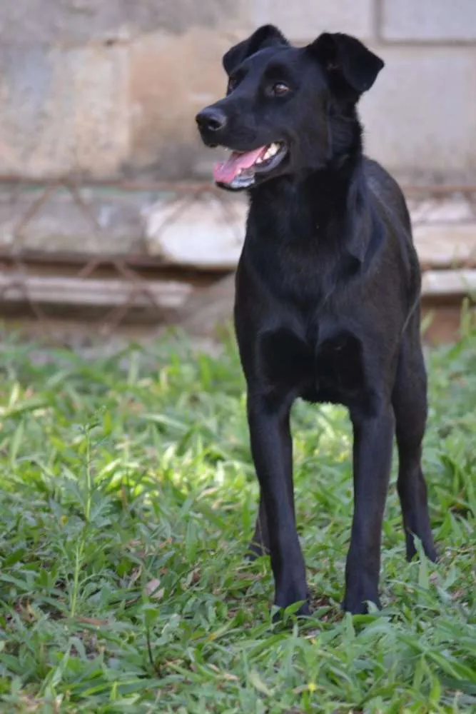 Cachorro ra a SRD idade 2 anos nome BARACK