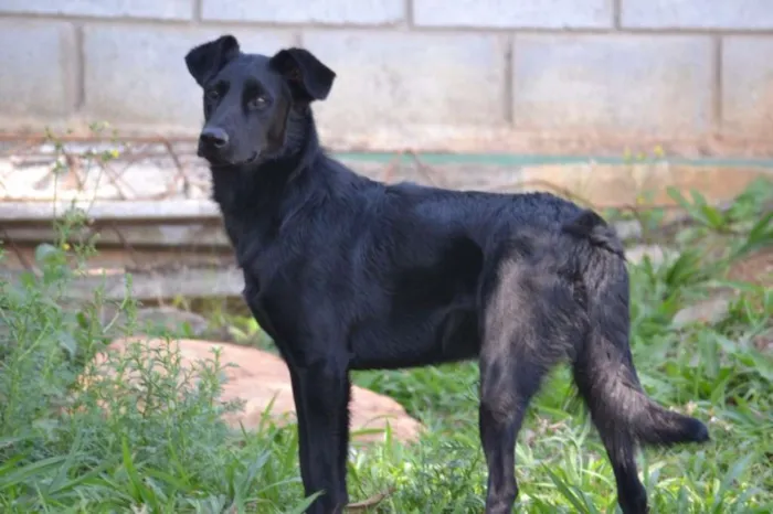 Cachorro ra a SRD idade 2 anos nome BARACK
