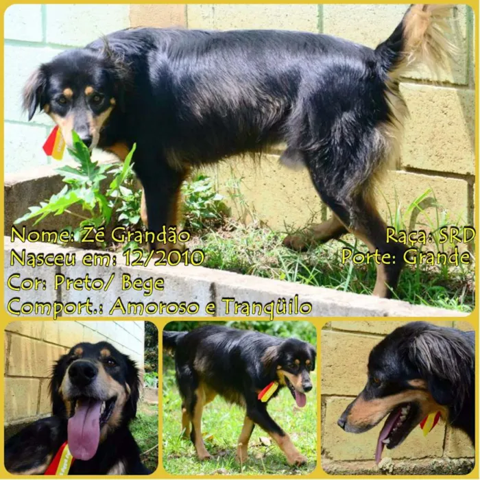 Cachorro ra a SRD idade 5 anos nome ZÉ GRANDÃO!