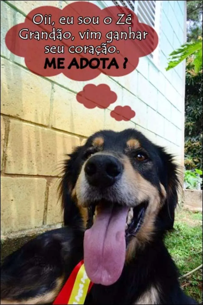 Cachorro ra a SRD idade 5 anos nome ZÉ GRANDÃO!