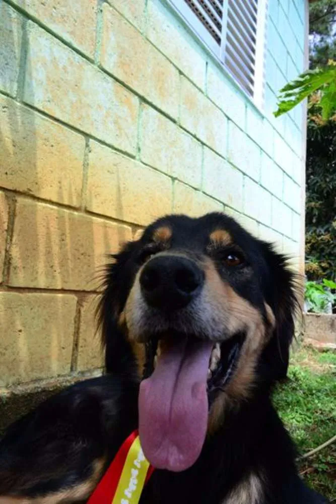 Cachorro ra a SRD idade 5 anos nome ZÉ GRANDÃO!