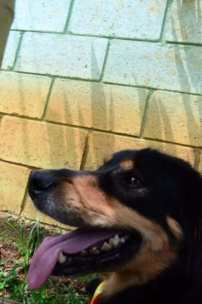 Cachorro ra a SRD idade 5 anos nome ZÉ GRANDÃO!