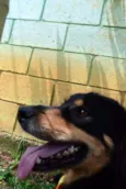 ZÉ GRANDÃO!