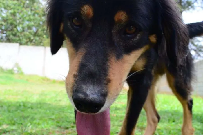 Cachorro ra a SRD idade 5 anos nome ZÉ GRANDÃO!