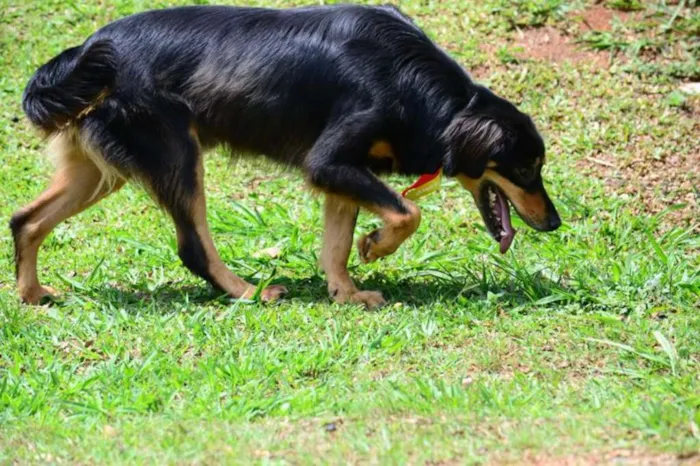 Cachorro ra a SRD idade 5 anos nome ZÉ GRANDÃO!