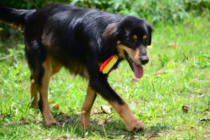 Cachorro ra a SRD idade 5 anos nome ZÉ GRANDÃO!