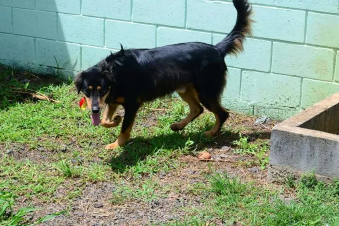 Cachorro ra a SRD idade 5 anos nome ZÉ GRANDÃO!