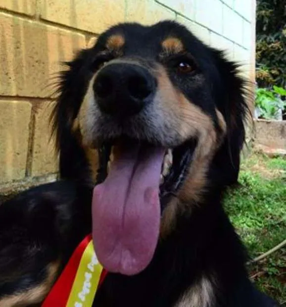 Cachorro ra a SRD idade 5 anos nome ZÉ GRANDÃO!