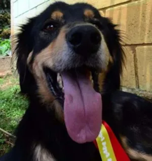 Cachorro raça SRD idade 5 anos nome ZÉ GRANDÃO!