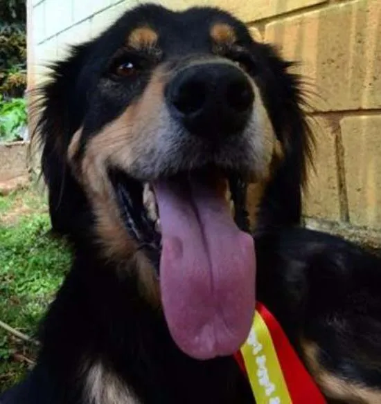 Cachorro ra a SRD idade 5 anos nome ZÉ GRANDÃO!