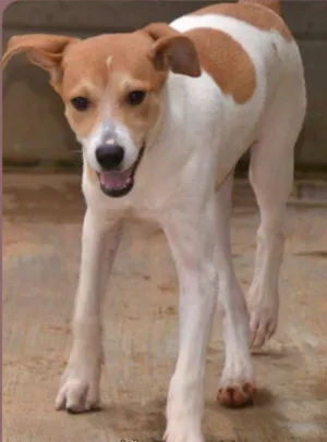 Cachorro raça SRD idade 2 a 6 meses nome RUBI