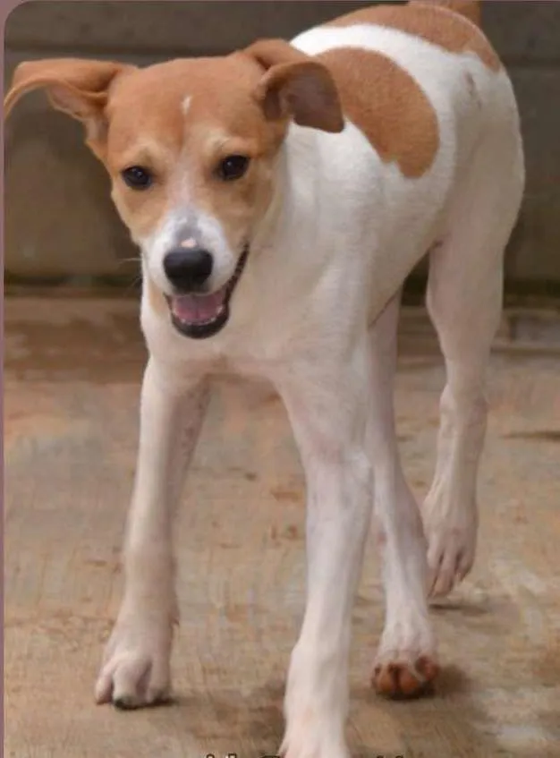 Cachorro ra a SRD idade 2 a 6 meses nome RUBI