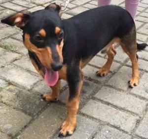 Cachorro raça Basset idade 7 a 11 meses nome Pitoco