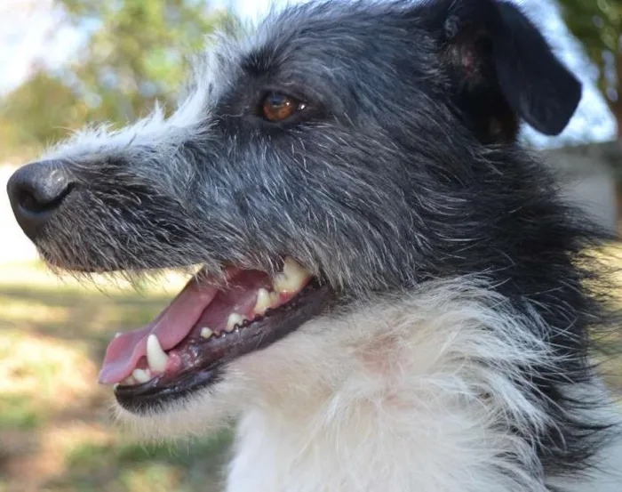 Cachorro ra a SRD idade 2 anos nome FAÍSQUINHA