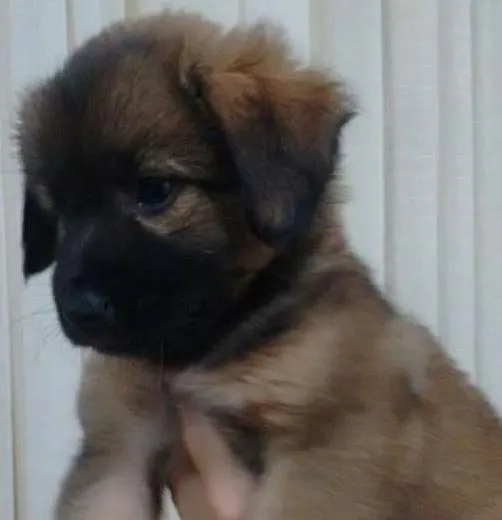 Cachorro ra a  idade Abaixo de 2 meses nome MILLA
