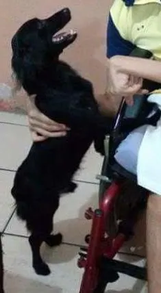 Cachorro ra a Pinxe com cosquispen idade 1 ano nome Pepy