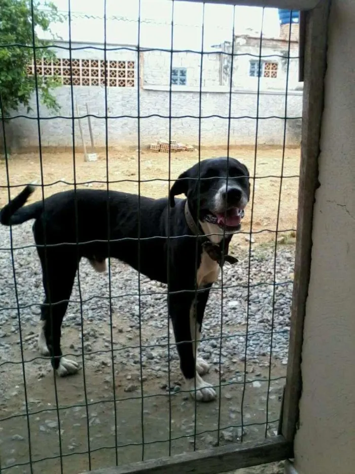 Cachorro ra a indefinida idade 5 anos nome negão