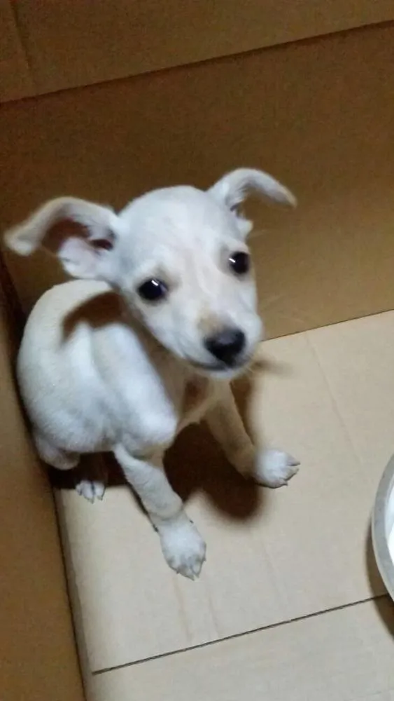 Cachorro ra a Vira lata idade Abaixo de 2 meses nome Sem nome