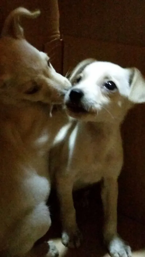 Cachorro ra a Vira lata idade Abaixo de 2 meses nome Sem nome