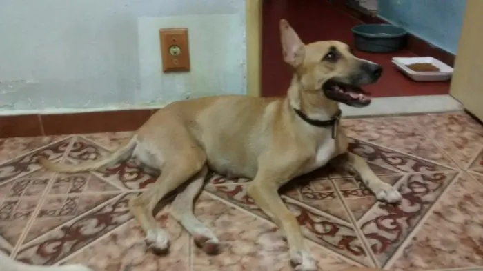Cachorro ra a SRD - Sem raça definida idade 3 anos nome Nina