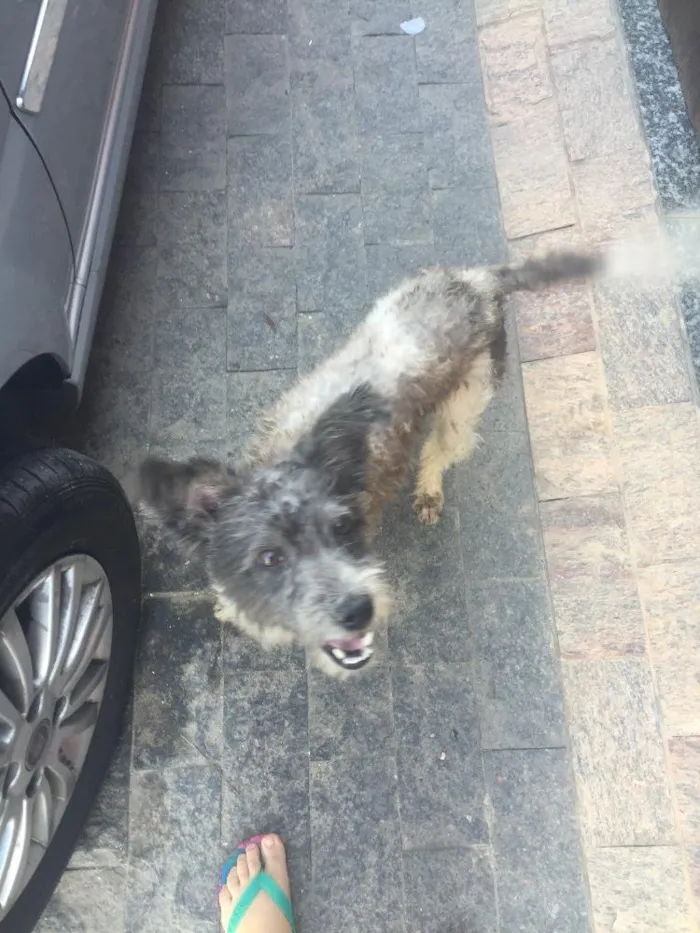 Cachorro ra a Poodle misturado idade 1 ano nome Hulk