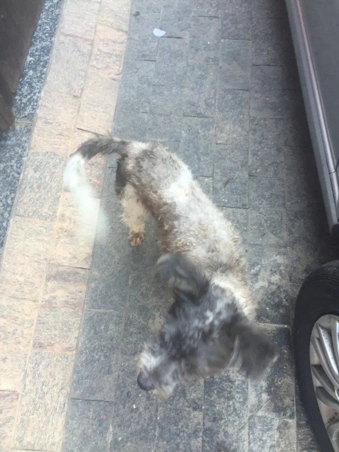 Cachorro ra a Poodle misturado idade 1 ano nome Hulk