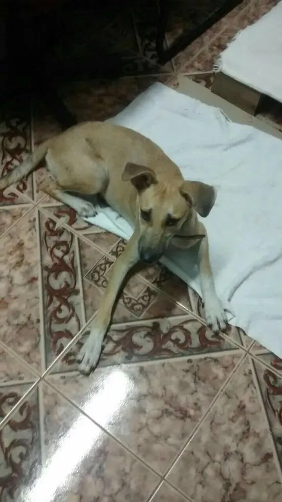 Cachorro ra a Sem raça definida idade 7 a 11 meses nome Sara e Jhonny