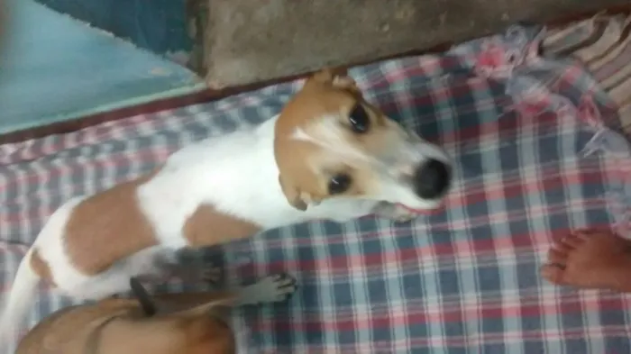 Cachorro ra a Sem raça definida idade 7 a 11 meses nome Sara e Jhonny
