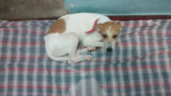 Cachorro ra a Sem raça definida idade 7 a 11 meses nome Sara e Jhonny