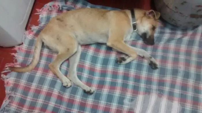 Cachorro ra a Sem raça definida idade 7 a 11 meses nome Sara e Jhonny