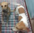 Sara e Jhonny