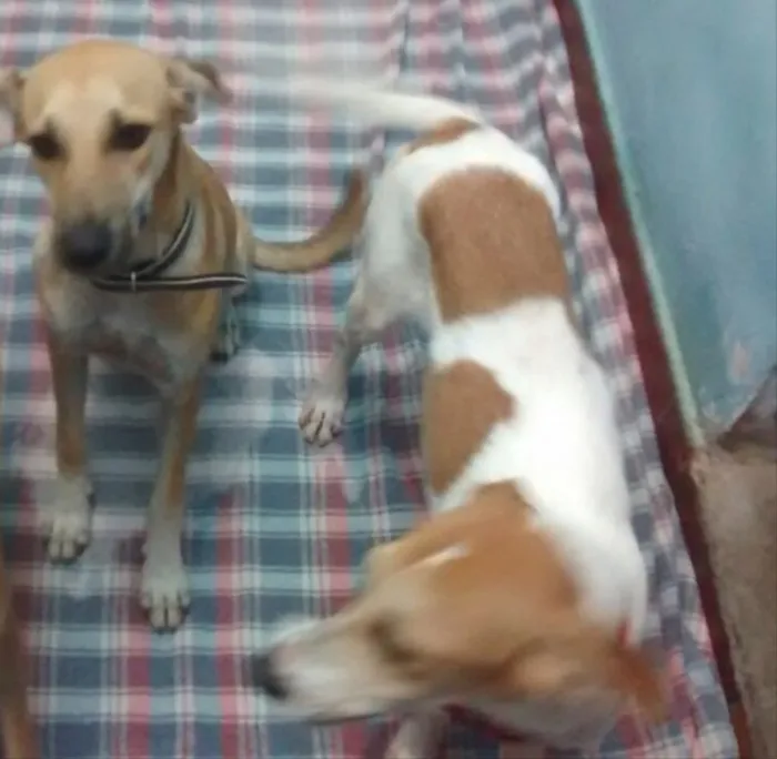 Cachorro ra a Sem raça definida idade 7 a 11 meses nome Sara e Jhonny
