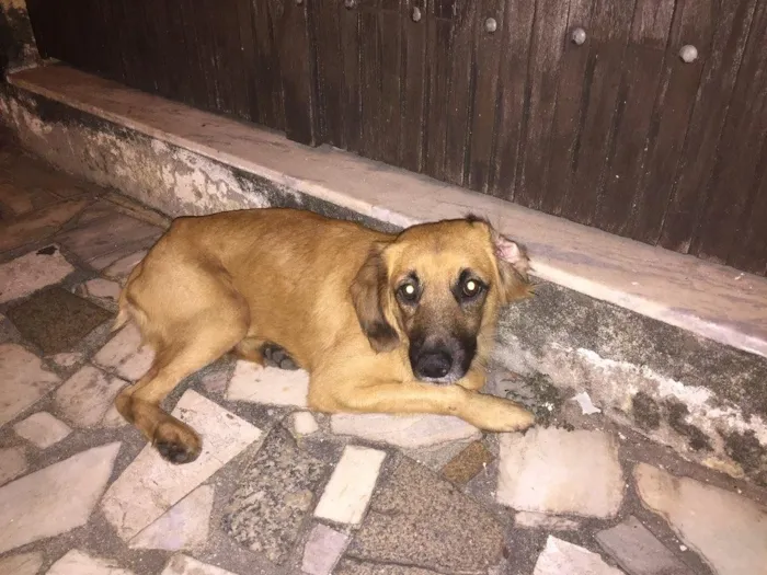 Cachorro ra a Sem raça definida  idade 1 ano nome Cazuza