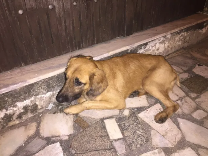 Cachorro ra a Sem raça definida  idade 1 ano nome Cazuza