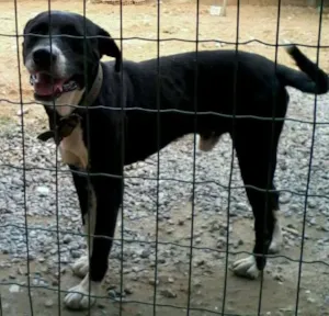Cachorro raça indefinida idade 5 anos nome negão