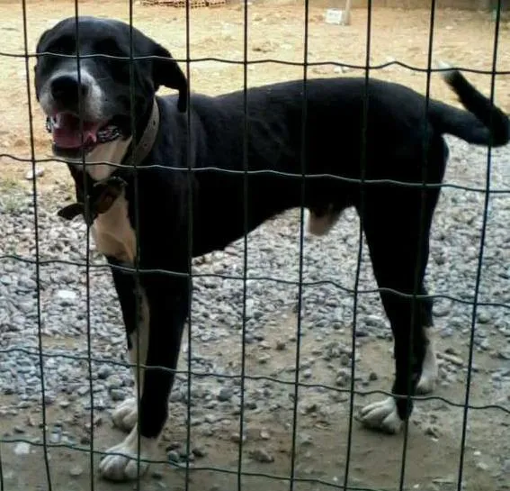 Cachorro ra a indefinida idade 5 anos nome negão