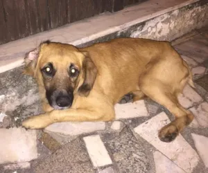 Cachorro raça Sem raça definida  idade 1 ano nome Cazuza
