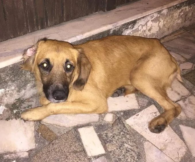 Cachorro ra a Sem raça definida  idade 1 ano nome Cazuza
