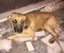 Cachorro raça Sem raça definida  idade 1 ano nome Cazuza