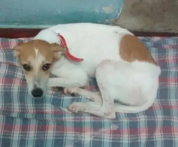 Cachorro ra a Sem raça definida idade 7 a 11 meses nome Sara e Jhonny