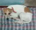 Cachorro raça Sem raça definida idade 7 a 11 meses nome Sara e Jhonny