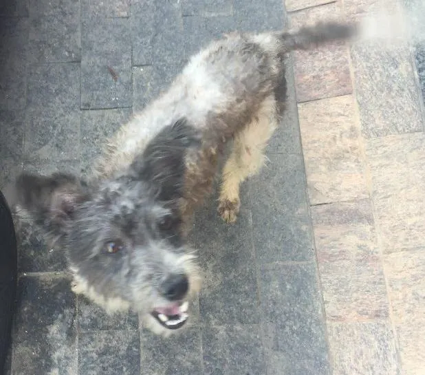 Cachorro ra a Poodle misturado idade 1 ano nome Hulk