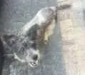 Cachorro raça Poodle misturado idade 1 ano nome Hulk