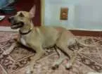 Cachorro raça SRD - Sem raça definida idade 3 anos nome Nina
