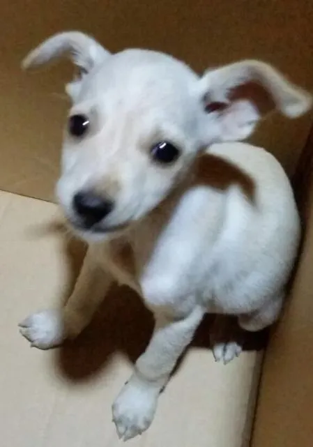 Cachorro ra a Vira lata idade Abaixo de 2 meses nome Sem nome