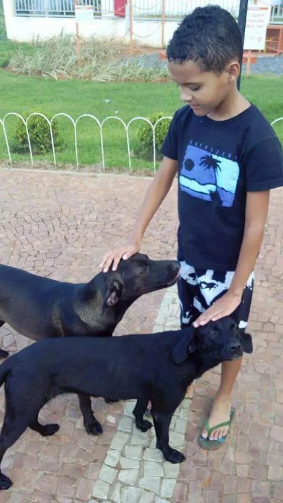 Cachorro ra a Srd idade 1 ano nome Não sei 