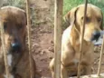 Max e Marley