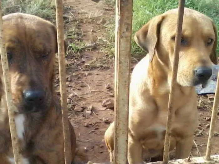 Cachorro ra a vira lata idade 1 ano nome Max e Marley