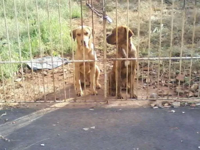 Cachorro ra a vira lata idade 1 ano nome Max e Marley
